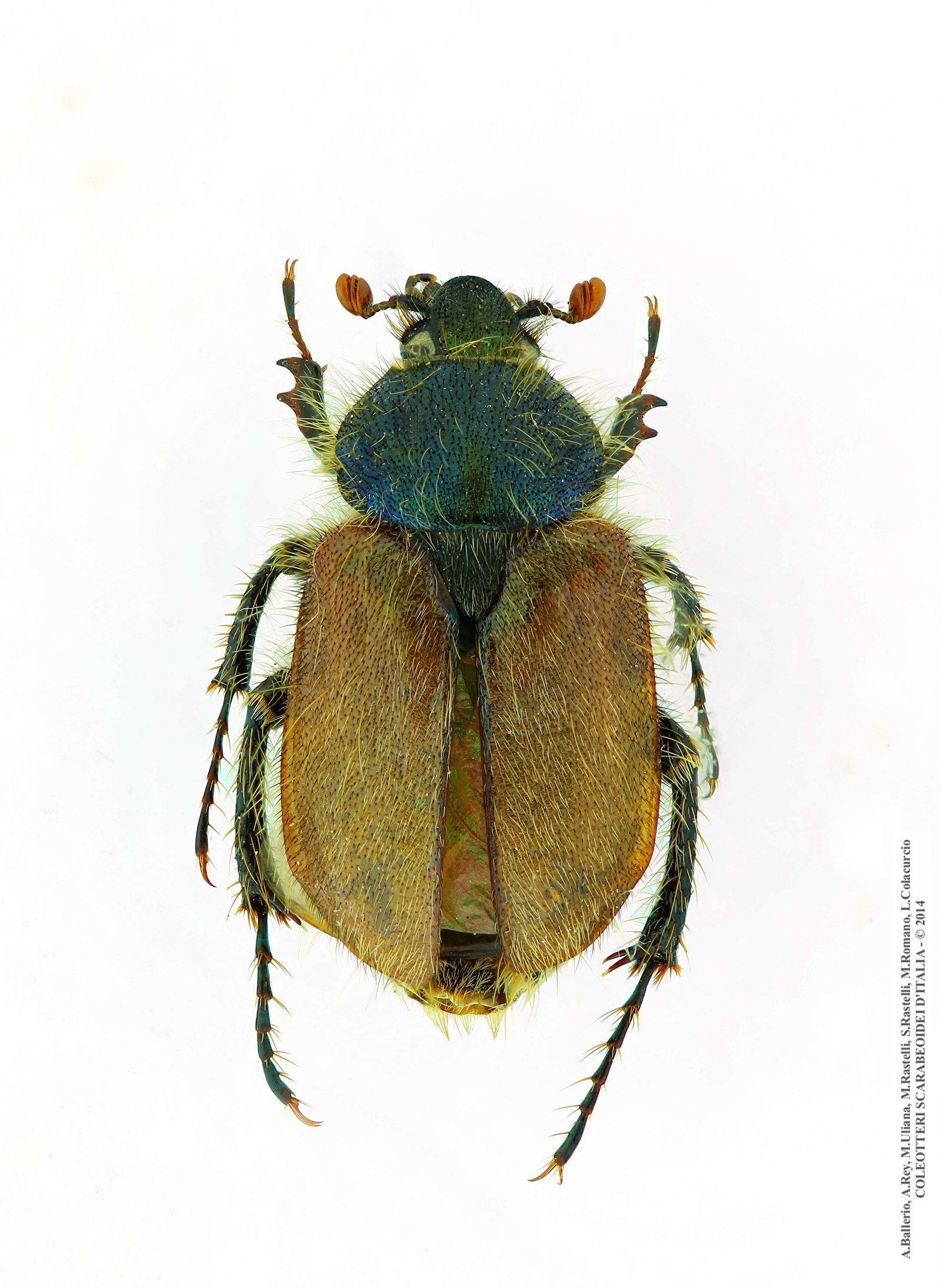 Amphicoma abdominalis aemiliana, femmina